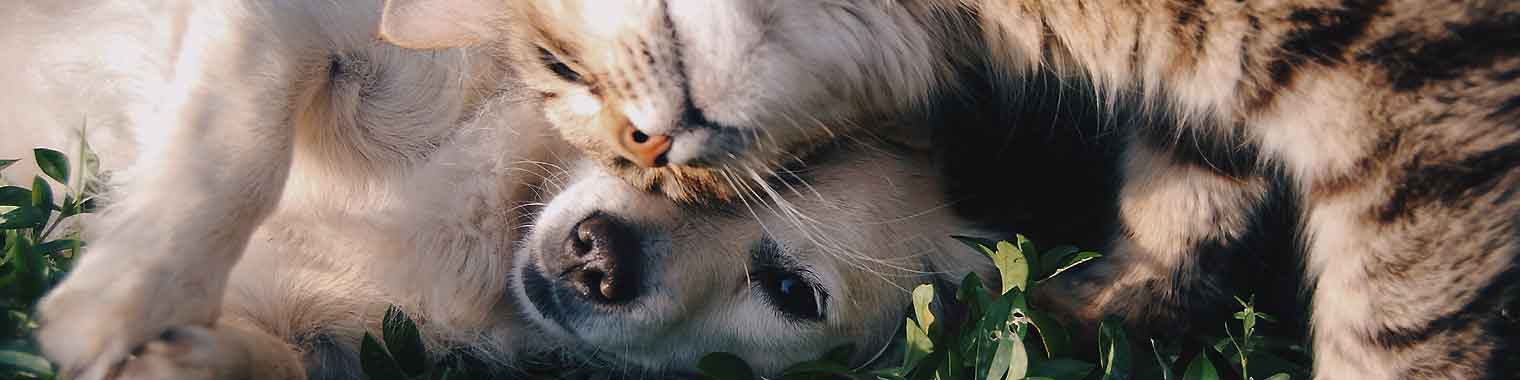 <h1>Votre officiant de cérémonie de votre animal</h1>